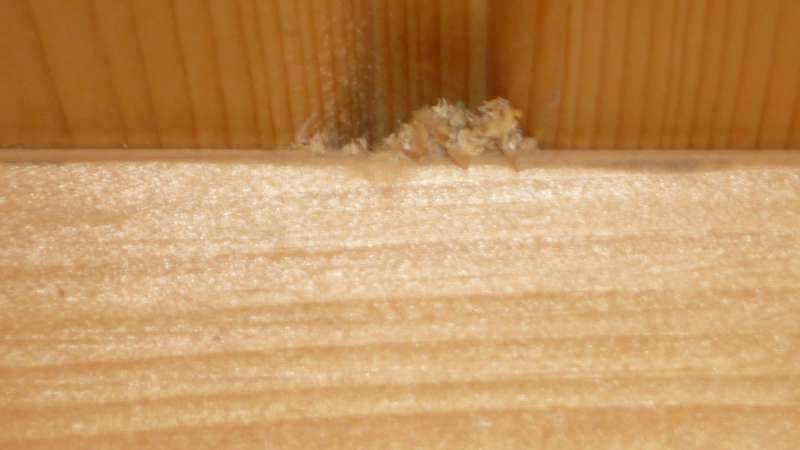 Bild zum BAU-Forumsbeitrag: Wer frisst meine Holzbalkendecke? im Forum Holzschutz, Holzschäden, Holzsanierung