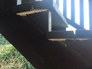 Bild zum BAU-Forumsbeitrag: Weißer Pilz oder Schwamm an Treppe Holzart Lärche mit Bankirai Stufen im Forum Holzschutz, Holzschäden, Holzsanierung