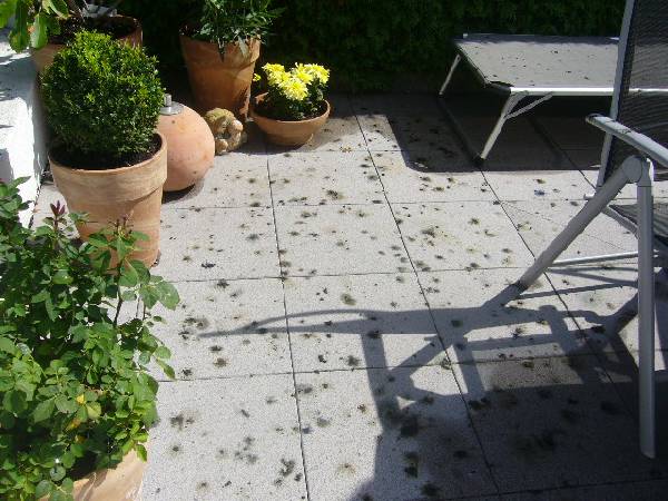 BAU.DE / BAU-Forum: 1. Bild zu Frage "Bilder zu Forumsbeitrag hinzuf&uuml;gen: Anleitung, Dateiformate & maximale Dateigr&ouml;&szlig;e?" im BAU-Forum "Balkon und Terrasse"
