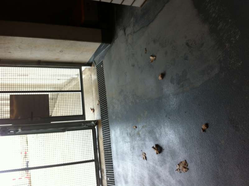 BAU.DE / BAU-Forum: 1. Bild zu Frage "Tiefgarage: Bodenabstand Au&szlig;ent&uuml;r &ndash; Ursachen, L&ouml;sungen & Tier-Schutz im Neubau?" im BAU-Forum "Fenster und Au&szlig;ent&uuml;ren"