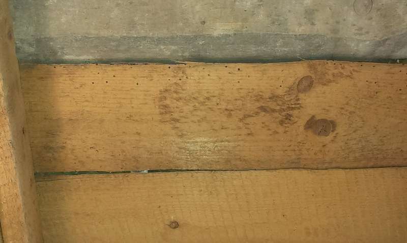 Bild zum BAU-Forumsbeitrag: Altes Haus von 1951: Löcher in Brettern der Zwischendecke im Forum Holzschutz, Holzschäden, Holzsanierung