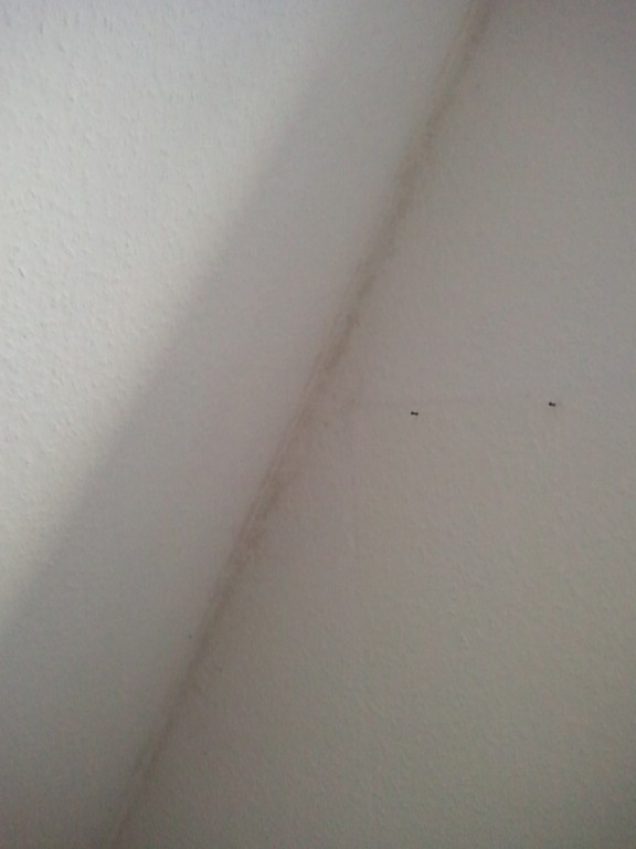 BAU.DE / BAU-Forum: 3. Bild zu Frage "Feuchtigkeit in Dachgeschoss-Ecken: Ursachen, Folgen & L&ouml;sungen f&uuml;r Innenw&auml;nde?" im BAU-Forum "Innenw&auml;nde"