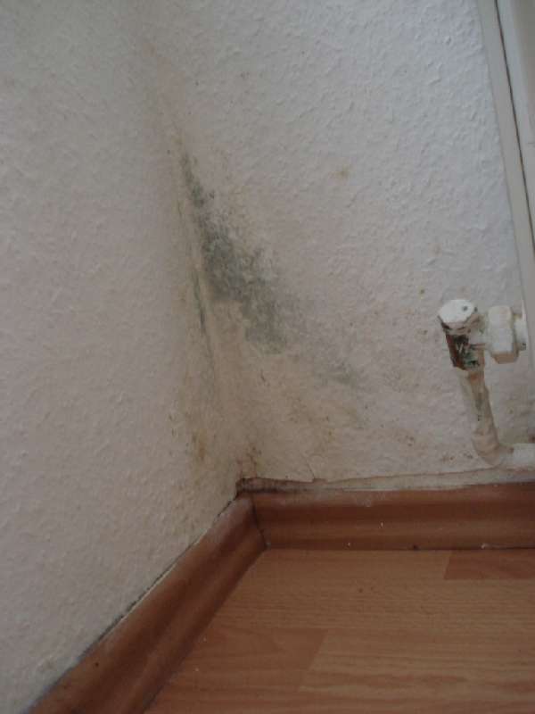 BAU.DE / BAU-Forum: 1. Bild zu Antwort "Schimmel im Altbau: Bilder der Sanierung als Ursachenforschung" auf die Frage "Kondenswasser am Fenster innen: Ursachen, Maßnahmen & Risiken im Altbau?" im BAU-Forum "Modernisierung / Sanierung / Bauschäden" BAU.DE / BAU-Forum: 1. Bild zu Antwort "Schimmel im Altbau: Bilder der Sanierung als Ursachenforschung" auf die Frage "Kondenswasser am Fenster innen: Ursachen, Maßnahmen & Risiken im Altbau?" im BAU-Forum "Modernisierung / Sanierung / Bauschäden"
