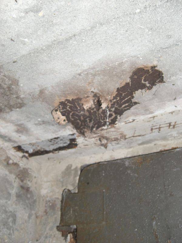 BAU.DE / BAU-Forum: 4. Bild zu Frage "Hausschwamm im Altbau erkennen? Ursachen, Risiken & Sanierungskosten im Überblick" im BAU-Forum "Modernisierung / Sanierung / Bauschäden" BAU.DE / BAU-Forum: 4. Bild zu Frage "Hausschwamm im Altbau erkennen? Ursachen, Risiken & Sanierungskosten im Überblick" im BAU-Forum "Modernisierung / Sanierung / Bauschäden"