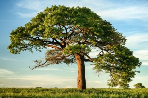 Das <b>Baumfällen</b> beschreibt den Vorgang, einen Baum gezielt zu Boden zu bringen, indem man ihn absägt oder kappet.