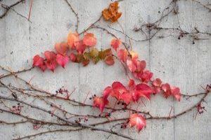 Dieser Begriff bezieht sich auf den Prozess der Gestaltung von Betonstrukturen, der die Verwendung von Formen, Schablonen und Techniken umfasst, um Beton in verschiedene Formen und Muster zu bringen.