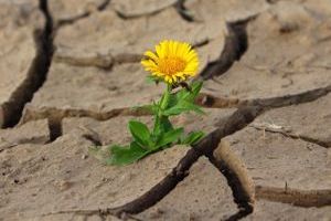 Dürre bezeichnet eine anhaltende Phase von Trockenheit in einer bestimmten Region, die zu einem Mangel an Wasser führt.