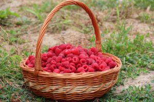 Die Himbeere (Rubus idaeus) ist eine kleine, rote oder gelegentlich gelbe Sammelfrucht, die zur Familie der Rosengewächse gehört.