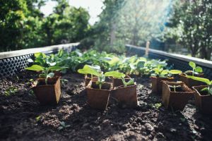 Ein Hochbeet ist eine erhöhte Gartenstruktur, die eine effiziente und ergonomische Methode des Gärtnerns ermöglicht.