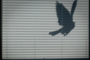 Ein Plissee ist ein Fensterbehang, der aus gefalteten Stoffbahnen besteht und als Sicht-, Sonnen- oder Blendschutz sowie zur Dekoration dient. Ein Plissee ist ein Fensterbehang, der aus gefalteten Stoffbahnen besteht und als Sicht-, Sonnen- oder Blendschutz sowie zur Dekoration dient.