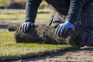 Rollrasen ist eine Form von vorgezüchtetem Rasen, der in Form von zusammenhängenden Streifen oder Rollen geliefert und verlegt wird.