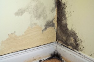 Die Schimmelpilzbildung bezieht sich auf den Prozess, bei dem sich Schimmelpilze auf einer Oberfläche ansiedeln und vermehren.
