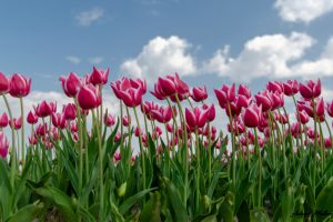 Die Tulpe ist eine der bekanntesten und beliebtesten Frühlingsblumen weltweit.