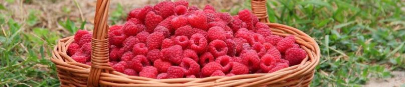Himbeere