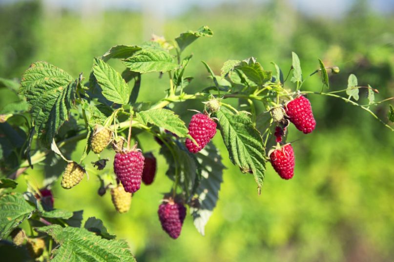 Der Himbeerstrauch, botanisch Rubus idaeus, ist ein aufrecht wachsendes, mehrjähriges Gehölz aus der Familie der Rosengewächse.