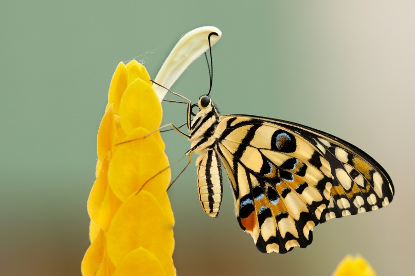 Insekten bilden die artenreichste Klasse im Tierreich und umfassen eine enorme Vielfalt an kleinen, wirbellosen Tieren wie Mücken, Fliegen, Ameisen, Käfer, Schmetterlinge und viele mehr.