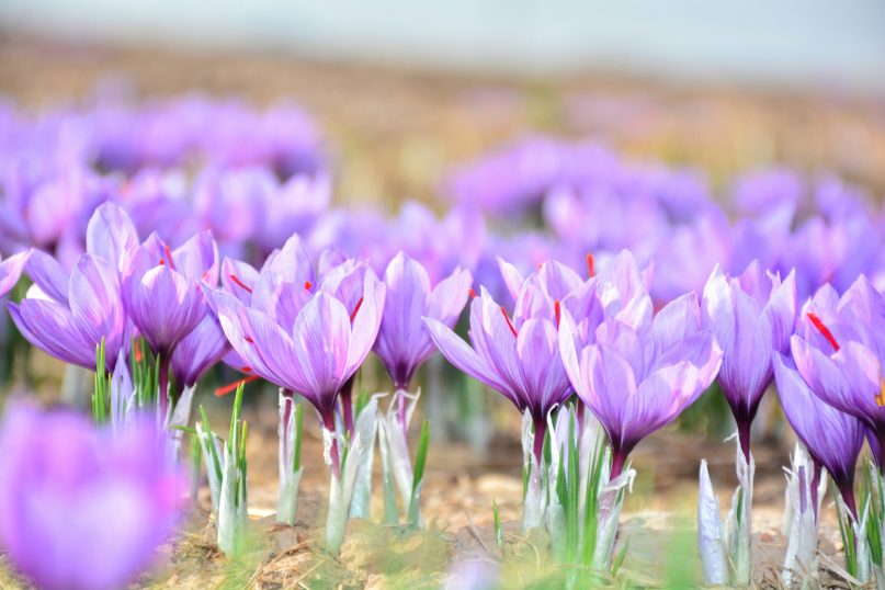 Der Krokus ist eine kleine, frühblühende Pflanze, die in Gärten, Wiesen und Parks für farbenfrohe Akzente sorgt.