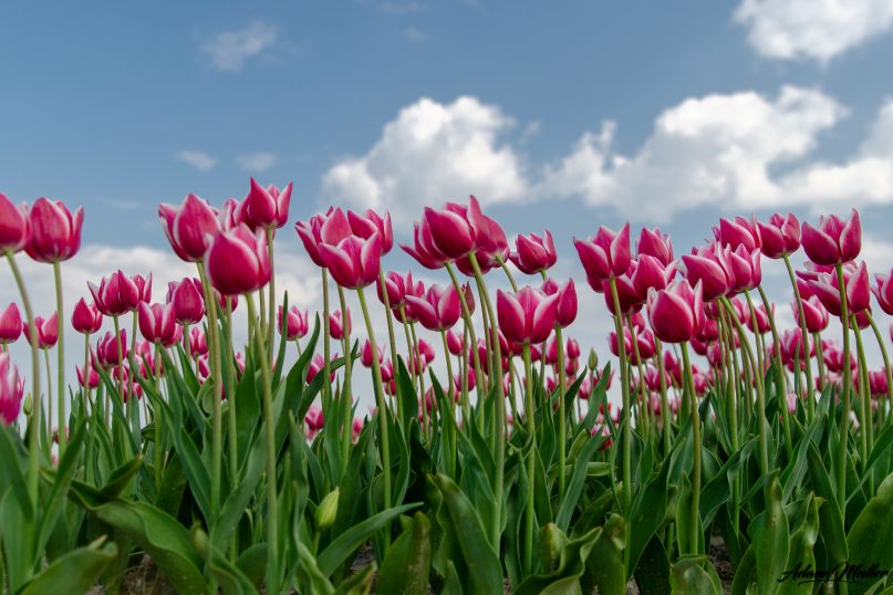 Die Tulpe ist eine der bekanntesten und beliebtesten Frühlingsblumen weltweit. Die Tulpe ist eine der bekanntesten und beliebtesten Frühlingsblumen weltweit.