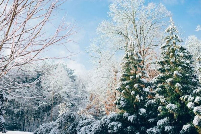 Die Überwinterung bezeichnet den Prozess, bei dem Pflanzen, Tiere oder bestimmte Organismen eine spezielle Strategie entwickeln, um die kalten Wintermonate zu überstehen.
