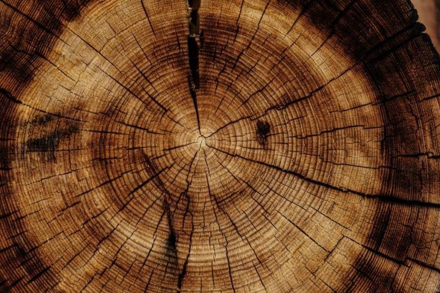 Holz ist ein natürlicher, nachwachsender Rohstoff, der aus dem Stamm, den Ästen und Wurzeln von Bäumen gewonnen wird